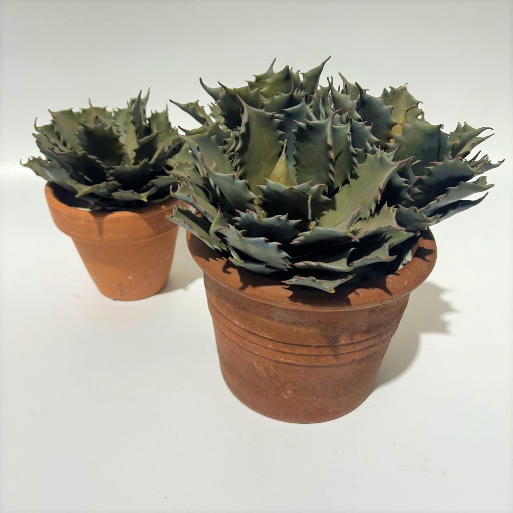 CACTUS, Medium in Terracotta Pot